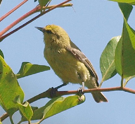 Yellow Penduline Tit