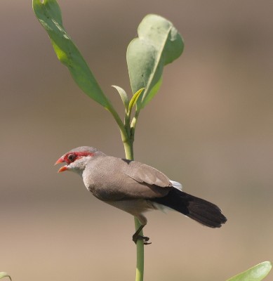 Black-rumped Waxbill