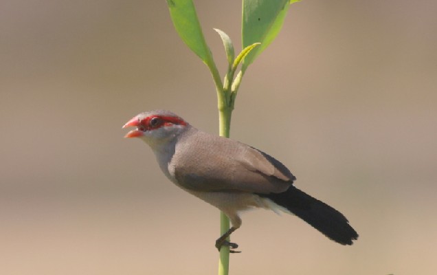 Black-rumped Waxbill