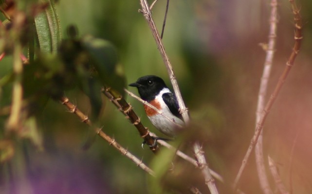 African Stonechat
