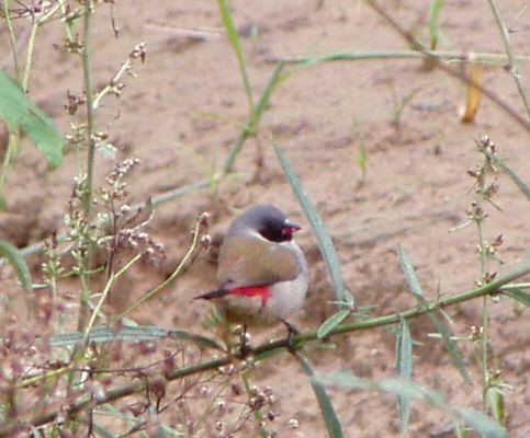 Swee Waxbill