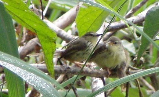 Karoo (Drakensberg) Prinia
