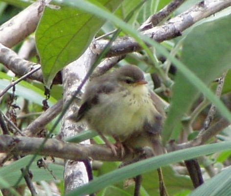 Karoo (Drakensberg) Prinia