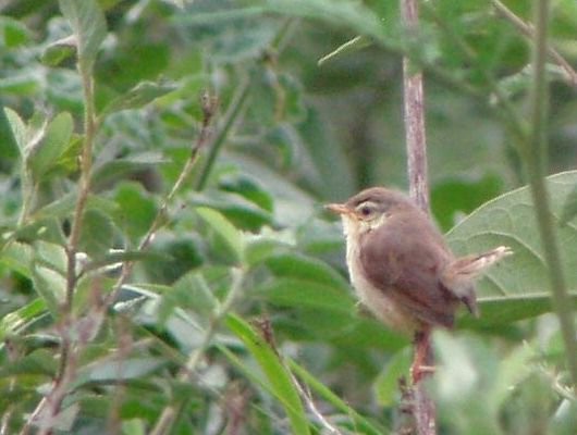 Karoo (Drakensberg) Prinia
