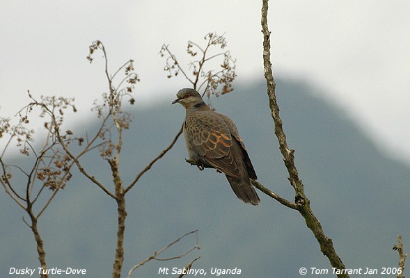 Dusky Turtle Dove