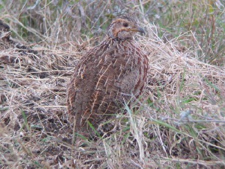 Shelley's Francolin