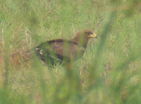Lesser Spotted Eagle
