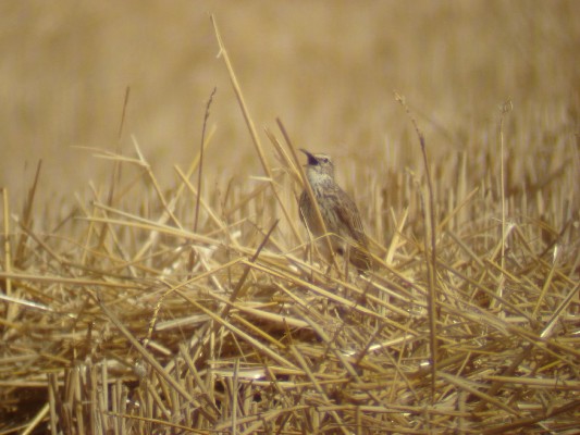 Cape Long-billed Lark singing on ground