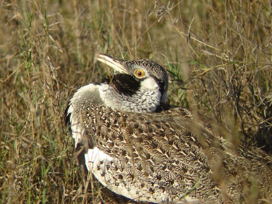Hartlaub's Bustard