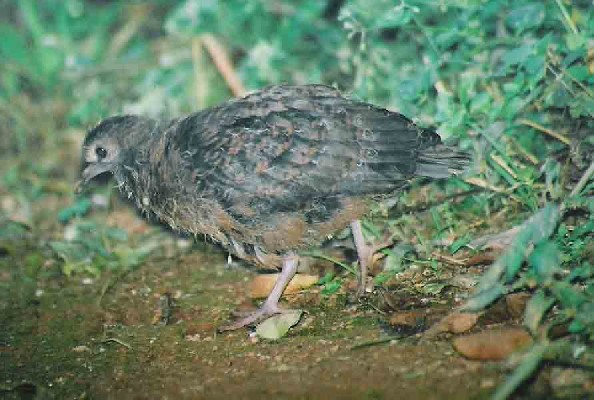 Lemon Dove