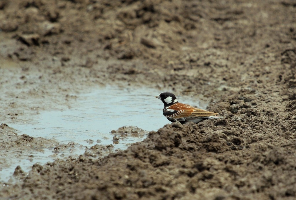 Chestnut-backed sparrow-lark drinking