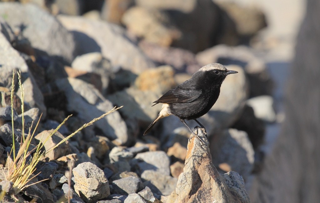 Abyssinian black wheatear