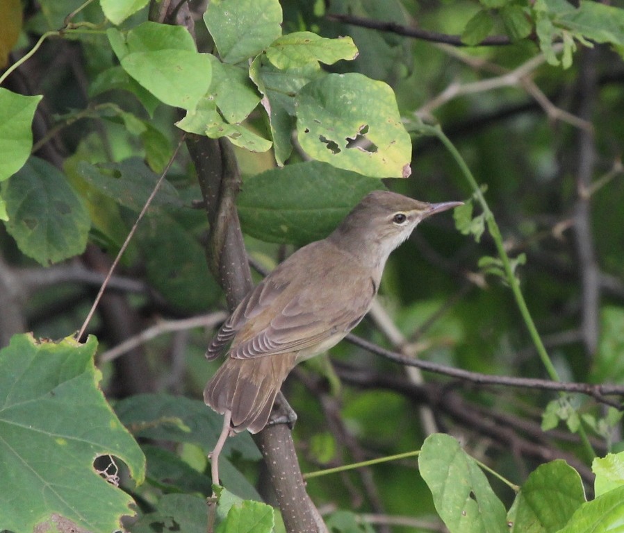 Basra reed warbler 