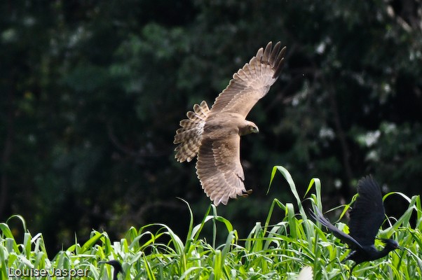 Female Madagascar Harrier harrassing egrets