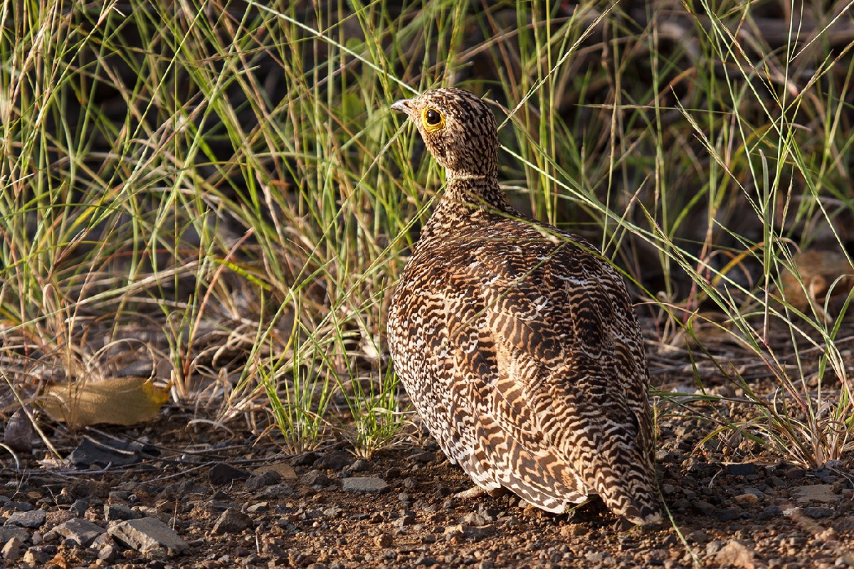 Double-banded Sandgrouse