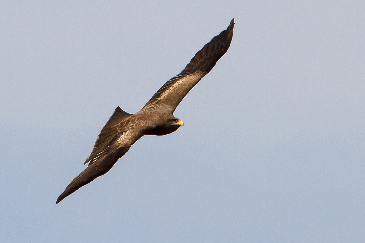 Yellow-billed Kite