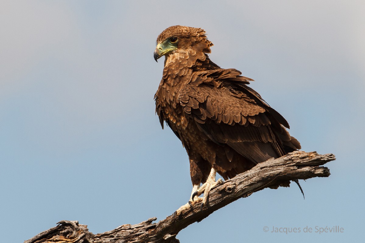 Bateleur
