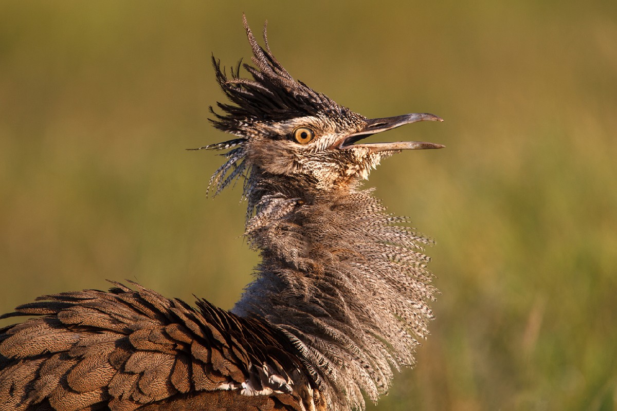 Kori Bustard