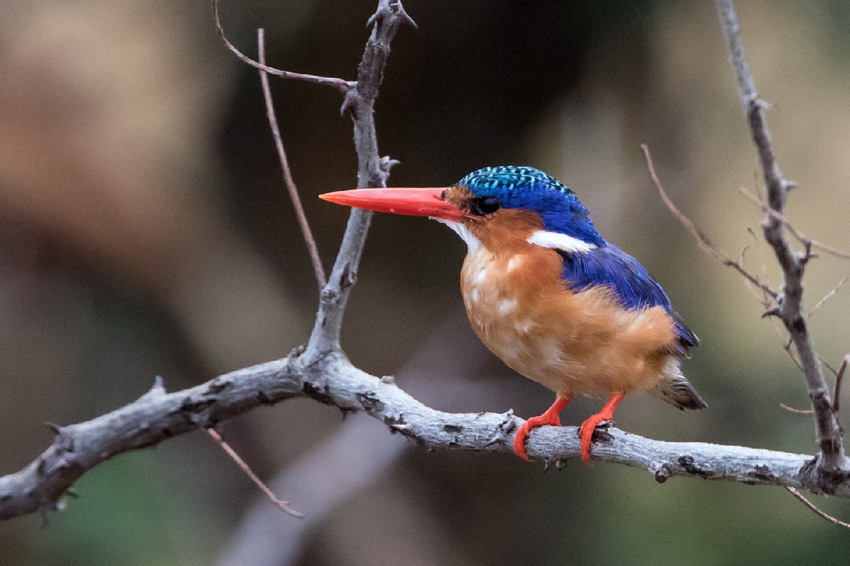Malachite Kingfisher