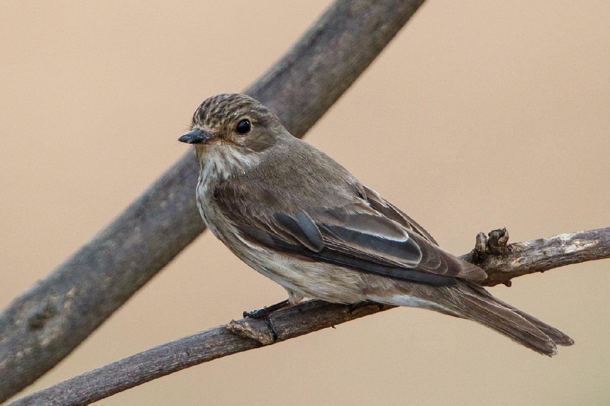 Spotted Flycatcher