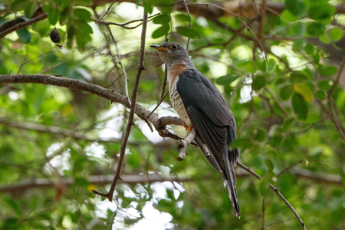Red-chested Cuckoo