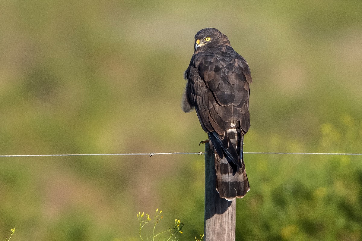 Black Harrier