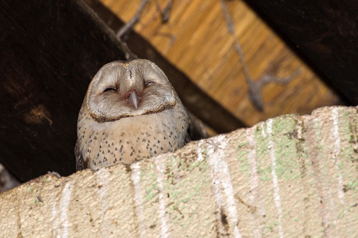 Barn Owl