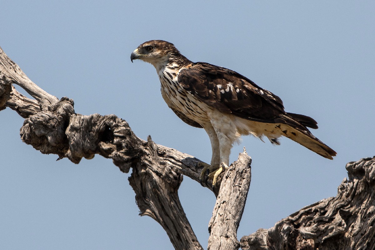 African Hawk Eagle