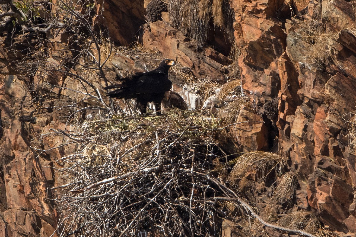 Verreauxs' (Black) Eagle