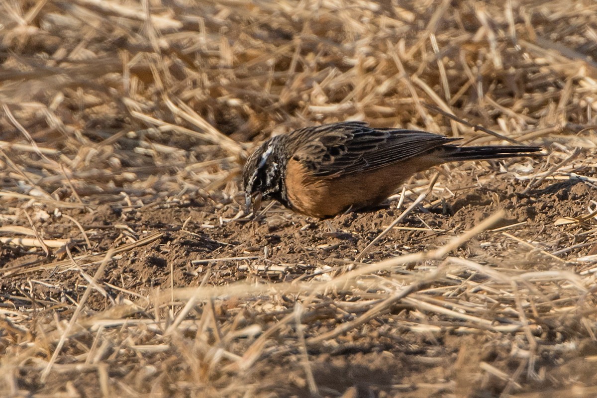 Cinnamon-breasted Bunting