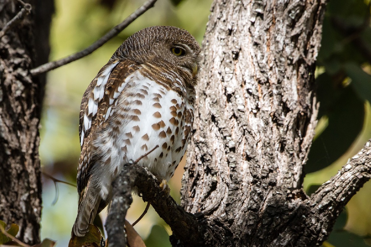 African Barred Owlet