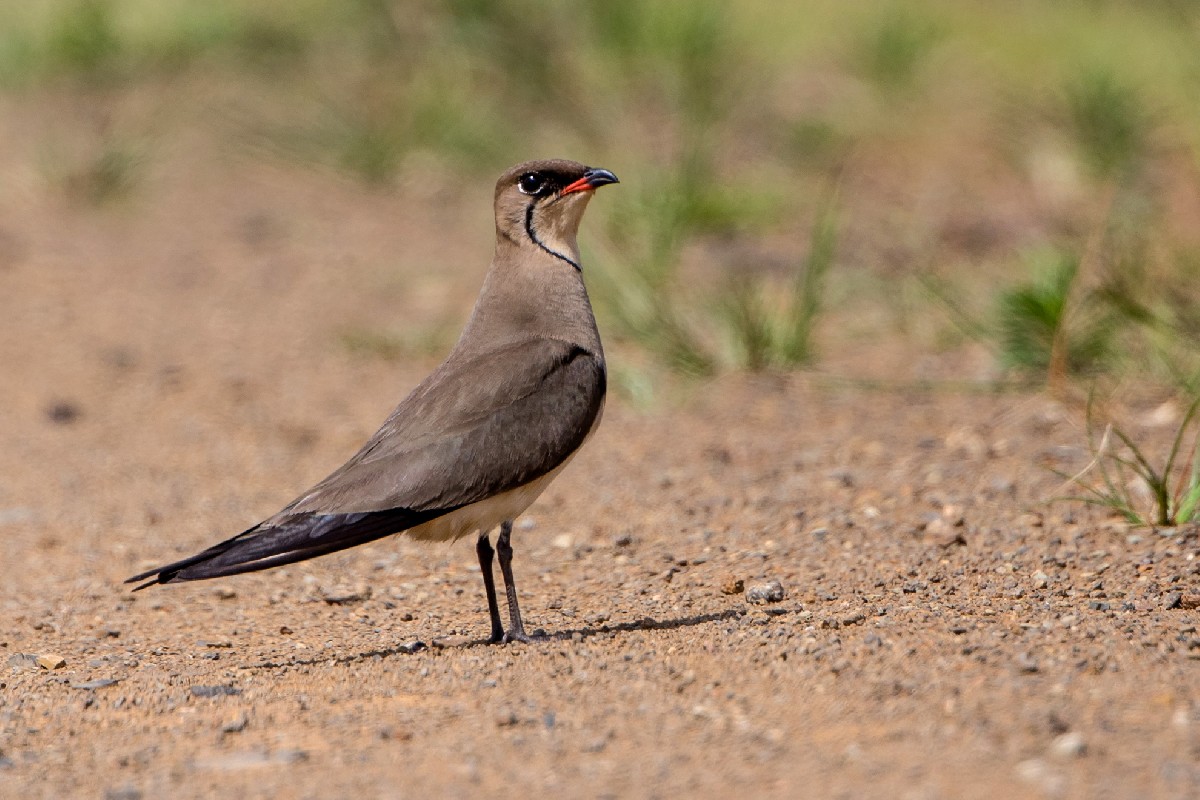 Collared Pratincole