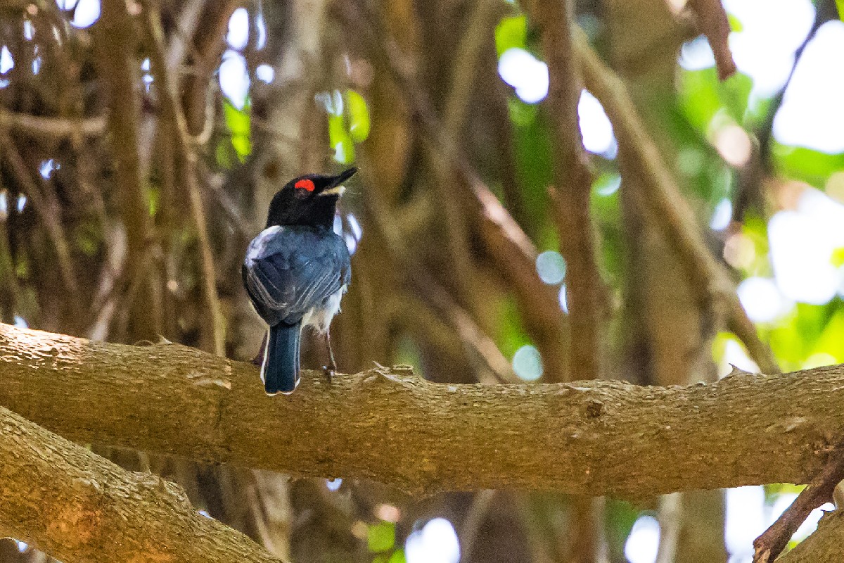 Black-throated Wattle-eye