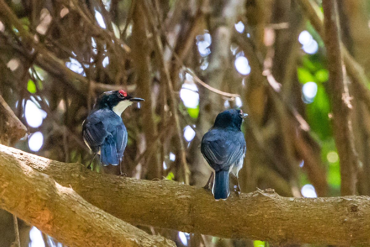 Black-throated Wattle-eye