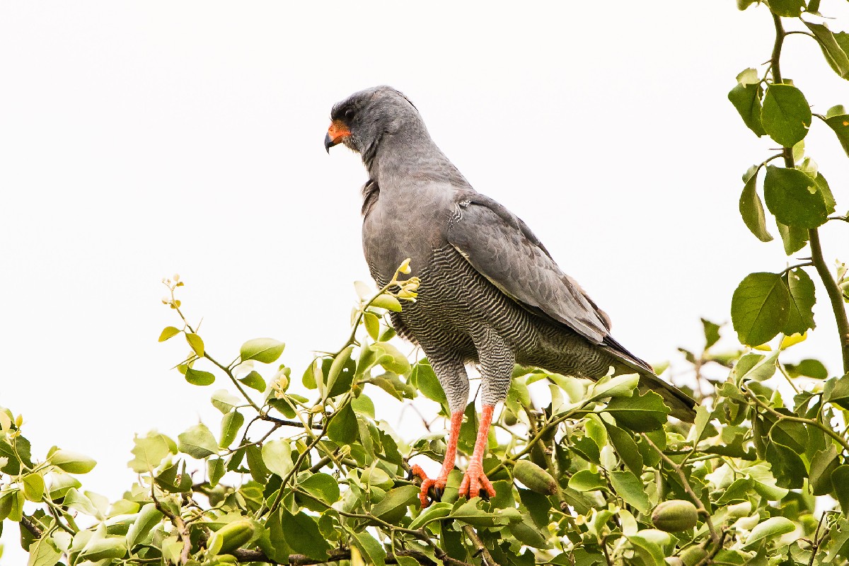 Dark Chanting Goshawk