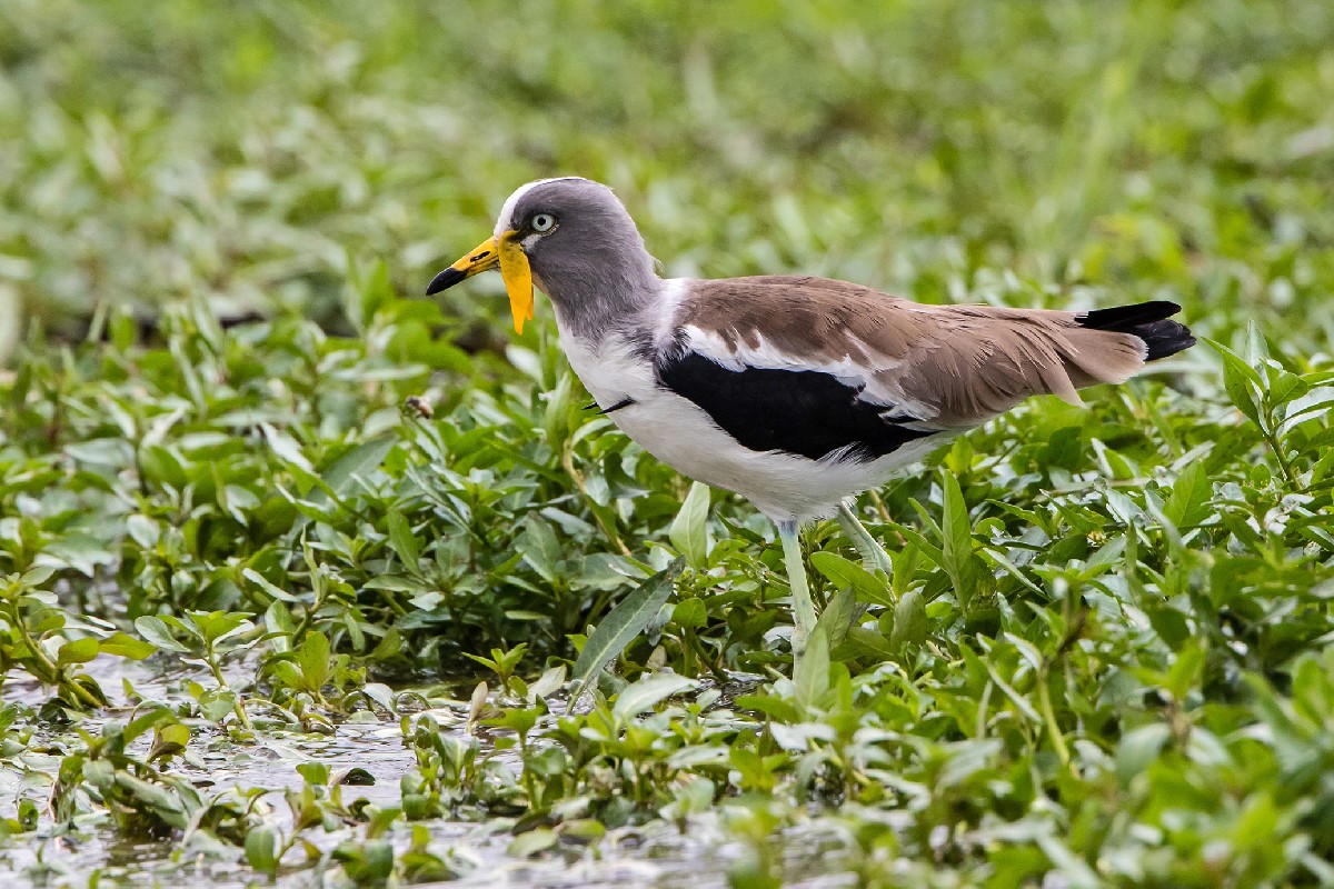 White-crowned Lapwing