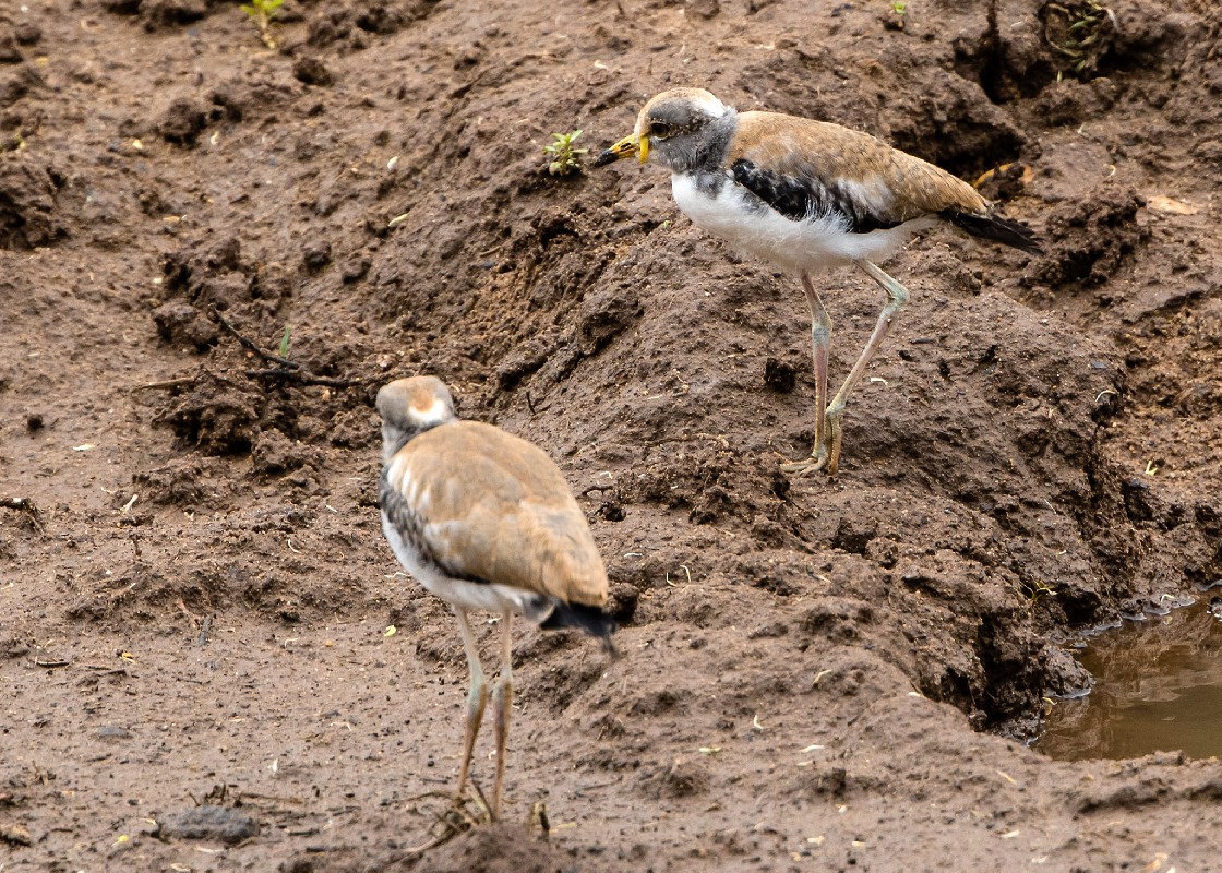 White-crowned Lapwing