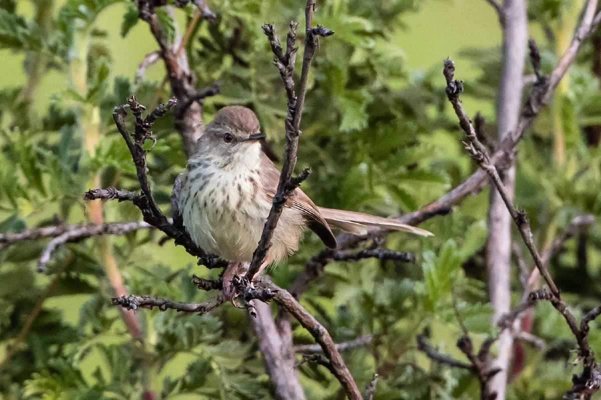 Drakensberg Prinia