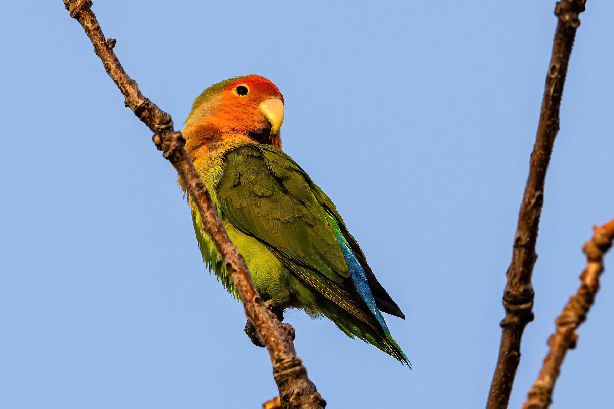 Rosy-faced Lovebird