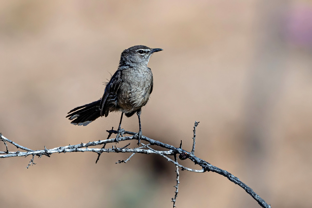 Karoo Scrub Robin