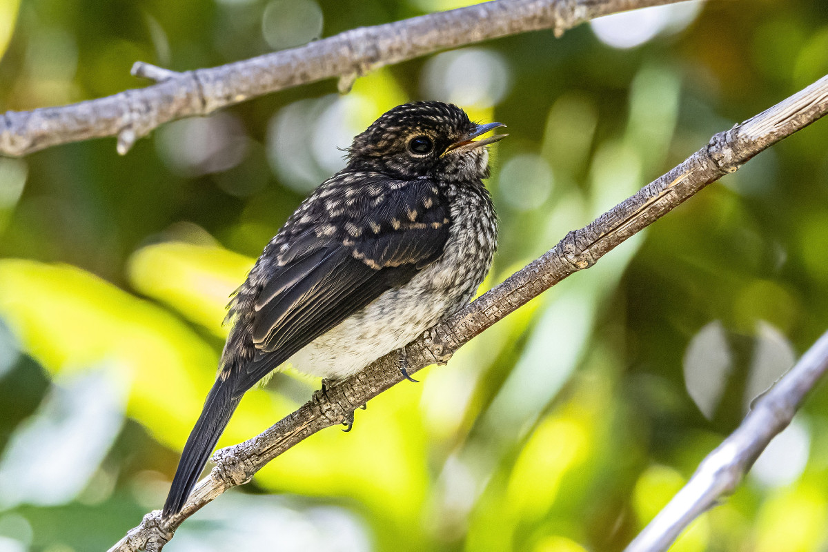 African Dusky Flycatcher