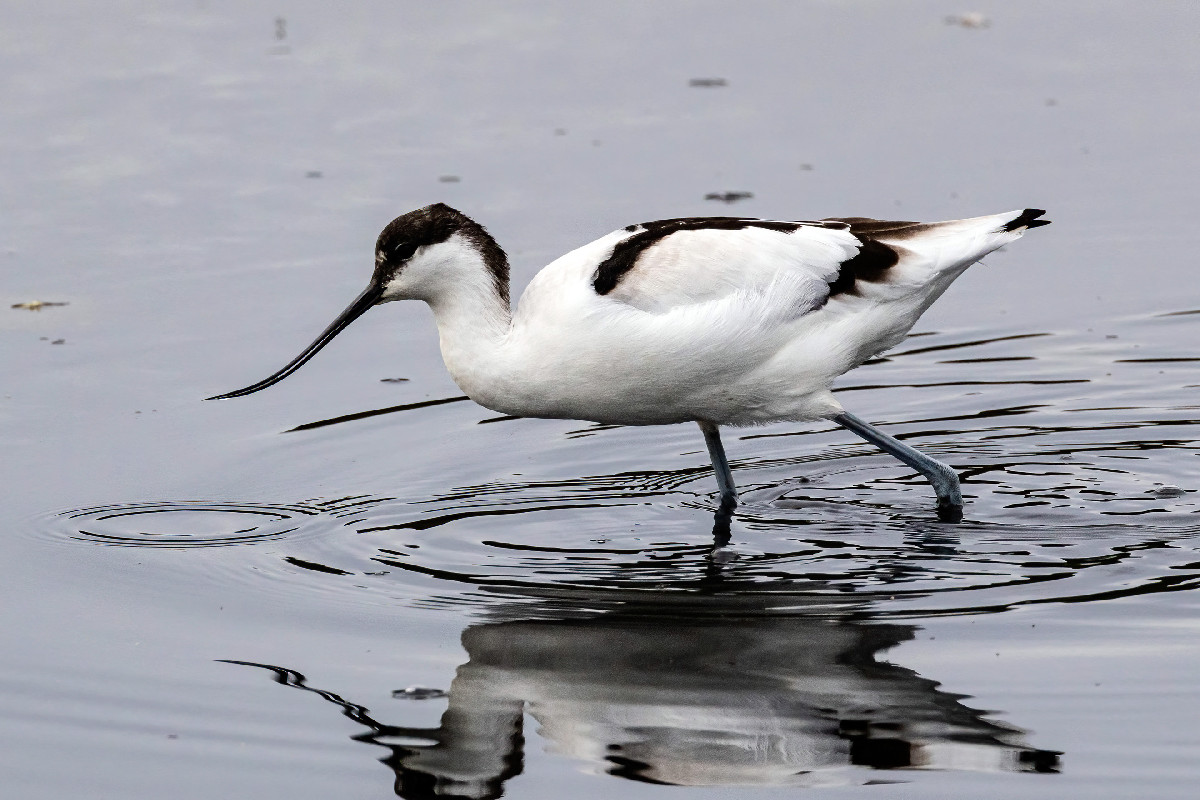 Pied Avocet