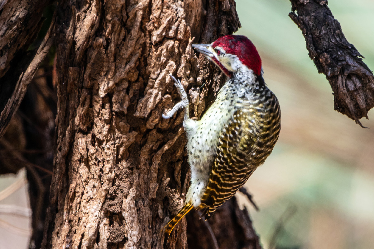 Bennett's Woodpecker