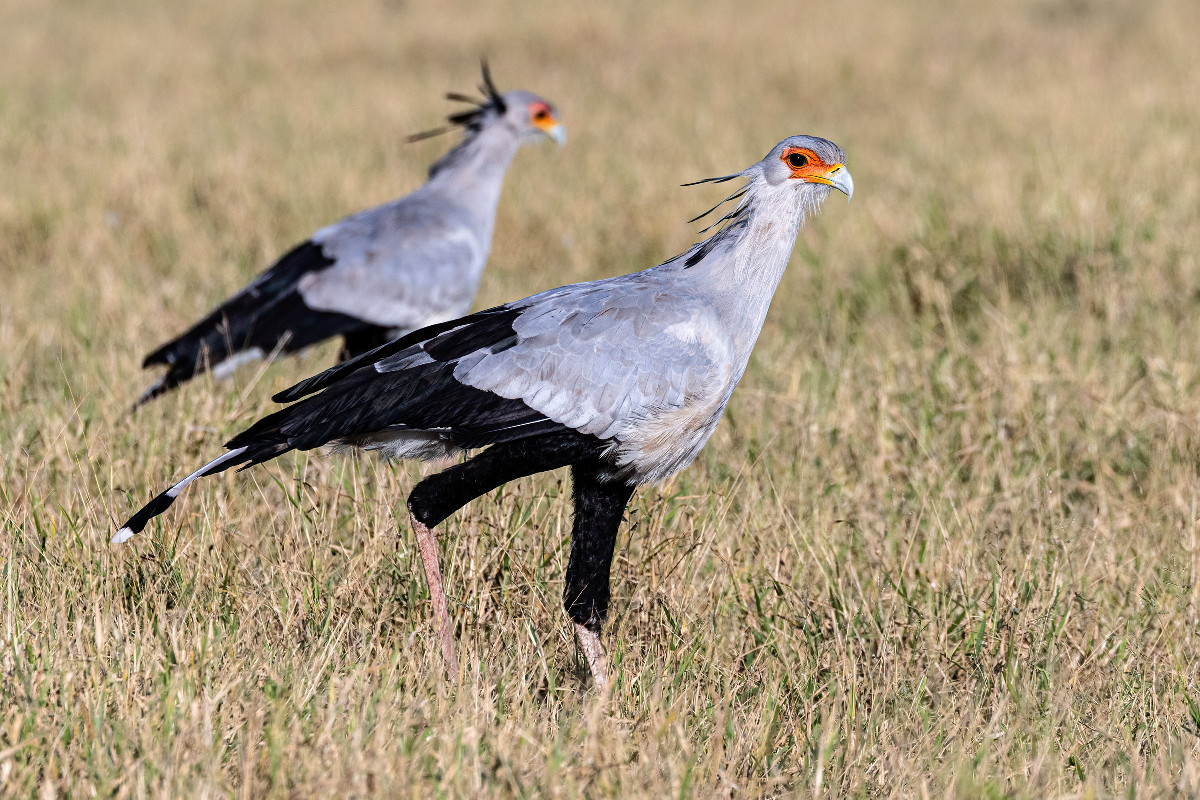 Secretarybird