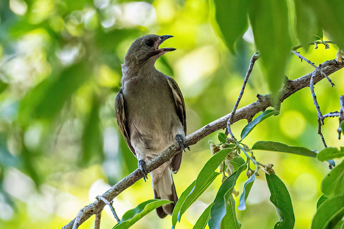 Lesser Honeyguide