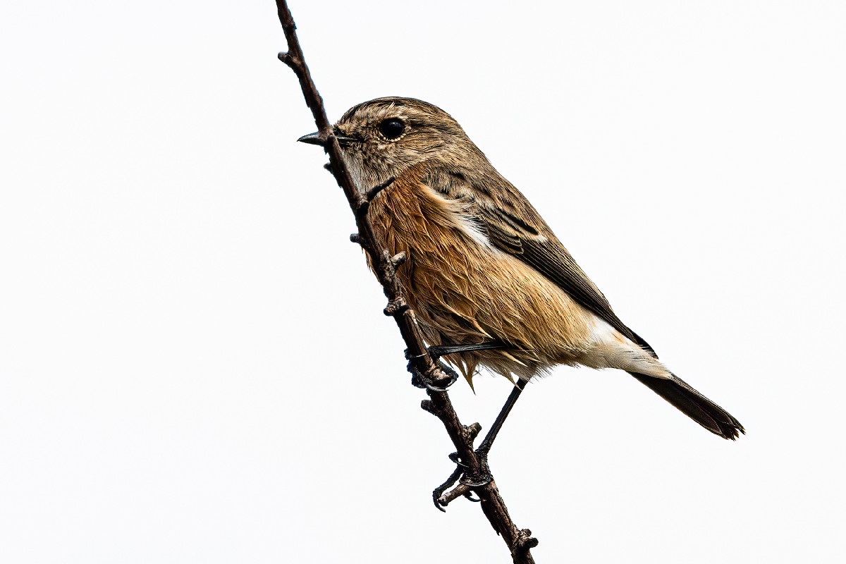 African Stonechat