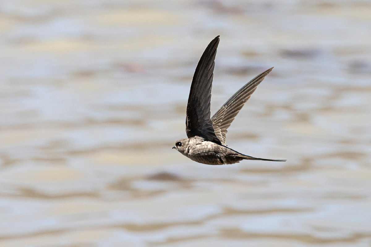 African Palm Swift