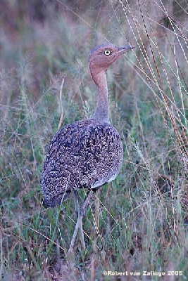 Buff-crested Bustard