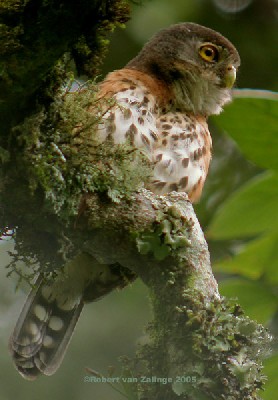 Red-chested Owlet