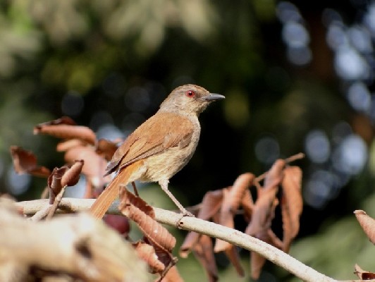 Rufous-tailed Palm-Thrush